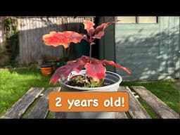 Two Years Old Red Oak tree grown from acorn [2 years timelapse]