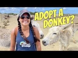 Wild Donkeys Rescued – Bonaire