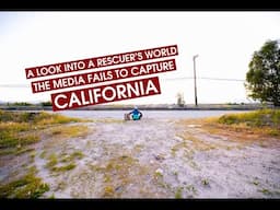 Inside California's Heartbreak Of Abandoned Dogs 🇺🇸 | The Media Fails To Capture