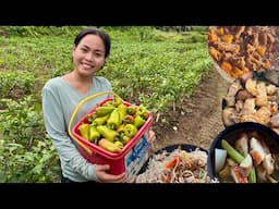 Harvesting Bell Pepper and cook "Saucy Pork Caldereta, Lechonbelly Sinigang and Pancit Bihon" BOHOL