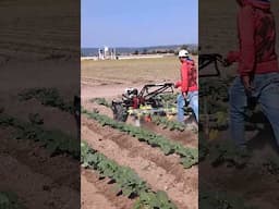 Boosting Fieldwork Efficiency In Mexico | Power Ox & Finger Weeders In Action