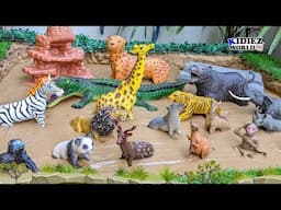 Wild Animals in Different Habitats: Rainforest, Desert, Arctic