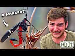 It EATS FLESH!? Nature's MOST BIZARRE Insect Could Live NEAR YOU!