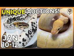 Crazy Unique Ball Python Auctions you don't want to miss! (JAN 10-12)