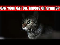 Can cats see ghosts, spirits and the supernatural?