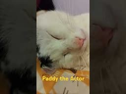 Actor #highlights #catlover #cat