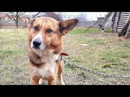 German Shepherd Chained To Fence Gets Rescued, But Then We Found Out His Story