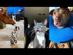 Funny ANIMALS videos 😂 Funniest CATS😺 and DOGS🐶 2024