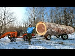 Ep.18 Off Grid Cabin Needs Siding - Skidding the BIGGEST LOG OF MY LIFE!