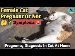 Pregnancy Symptoms In Cats || कैसे पता करे 🤔 Female Cat Pregnant है या नहीं ? || Diagnose At Home 🏠