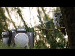 Sony a7IV Long-Term Review: Wildlife Photography