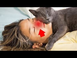 The Odd Reasons Cats Sleep On You