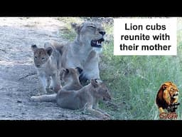 The Lion Chaser - Abandoned Lion Cubs Re Unite With Their Mother