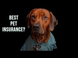 The Best Pet Insurance for Rhodesian Ridgebacks?