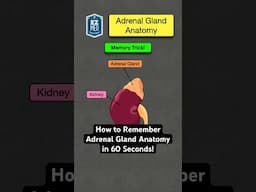 🔥 How to Remember Adrenal Gland Anatomy in 60 Seconds! [Physiology Nursing]