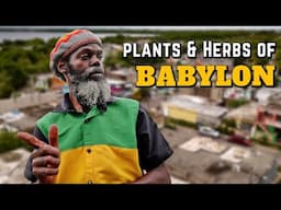 Plants & Herbs in Urban Babylon!