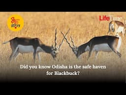 Atulniya Ananya Adbhut Odisha | Did you know Odisha is the safe haven for Blackbuck?