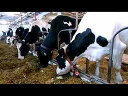 Farming On A Small Wisconsin Dairy Farm During The Winter! Milking, Feeding, and Caring For Cows!