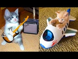 Baby Cats Reaction to Playing Toy - Funny Cat Toy Reaction Compilation