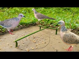 Bird trap in Gabir forest