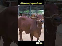 రెడ్ సింధీ దేశీ ఆవుతో అధిక పాల దిగుబడి || Best Desi Cow Breed Red Sindhi || Karshaka Mitra #shorts