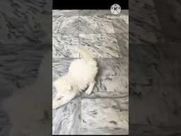 Persian kitten play with tissue ball