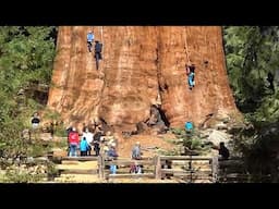 The Biggest Tree On Earth Is Bigger Than You'd Imagine