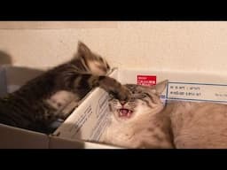 New Funny Animals 🐧 - Try not to laugh CATS And DOGS Video Compilation 😺🐶 #354