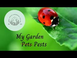 Dealing with Pests and Bugs | Small Space Gardening