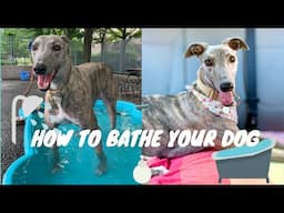 HOW TO BATHE YOUR DOG | LARGE DOG | GREYHOUND | DOG HATES BATHS