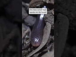 Meet the tiny brahminy blind snake!