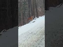 Face-to-Face with a Tiger 🐯 What’s Your Move? 🚗😨 #Wildlife #Shorts #shortsvideos