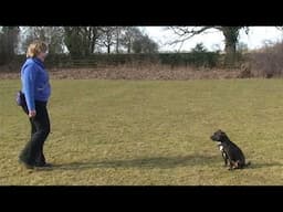 Dog Obedience - Novice recall 1 - wait