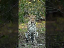 Leopards of Sabi Sands: A Stunning Wildlife Encounter in Africa’s Premier Game Reserve