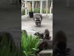 A mother’s patience is truly incredible! #raccoon #animalcontrol #raccoonwhisperer #pestcontrol