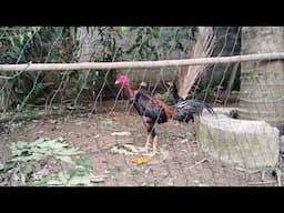 PETERNAK PEMULA AYAM BANGKOK || AYAM BANGKOK LAMPUNG TENGAH