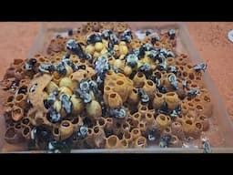 Bumblebee Colony! Eastern Bumblebee (Bombus impatiens)