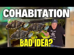 Is Turtle Cohabitation a Good Idea? - I tried and this happened...