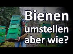 Bienen umstellen auf kurze Distanz im Winter, aber wie?