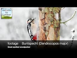 footage   Buntspecht (Dendrocopos major)   Great spotted woodpecker