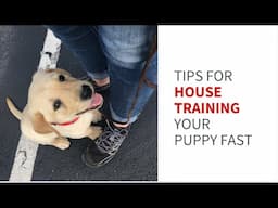 Tips for house training your service dog puppy fast.