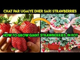 Gamle me abhi Ugaiye Strawberry Plants | Dher sare fal milenge | How to grow Strawberry in pot