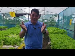 ANG GAGANDA NG MGA TANIM NA LETTUCE SA EL SUEÑO FARM #gardening #farming #garden #lettuce #farming