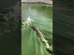 Crocodile Chase Duck in Pond Went Viral on the Internet #shorts #trending #viralvideo