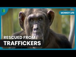 Illegal Pet Trade Survivors Find Hope | Monkey Life