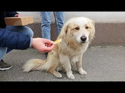 Lonely Homeless Dog Keeps Following People Hoping Someone Will Take Him Home