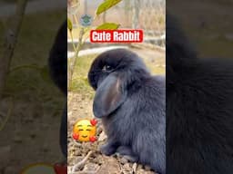 Cute rabbits | Holland lop rabbit for sale in Pakistan