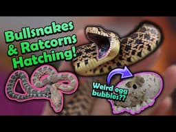 Angry Bullsnakes and Scaleless Rat Snakes Hatching!