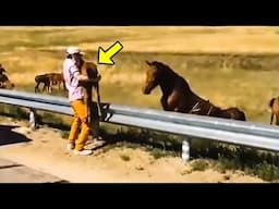 Man Returns Lost Baby Horse to Its Crying Mom. What Happened Next Will Melt Your Heart!