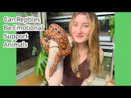 Can Reptiles Be Emotional Support Animals?